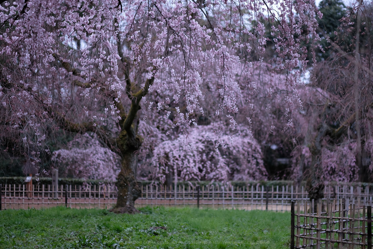 https://www.yaotomi.co.jp/blog/walk/DSCF0369_56%20mm_F1.2_2018yaotomi.jpg