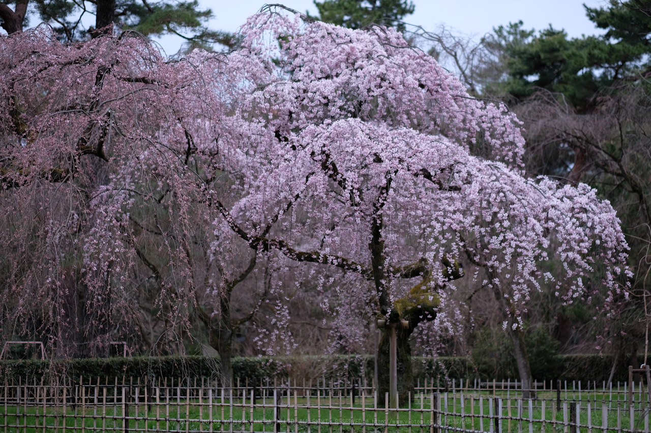 https://www.yaotomi.co.jp/blog/walk/DSCF0384_56%20mm_F1.4_2018yaotomi.jpg