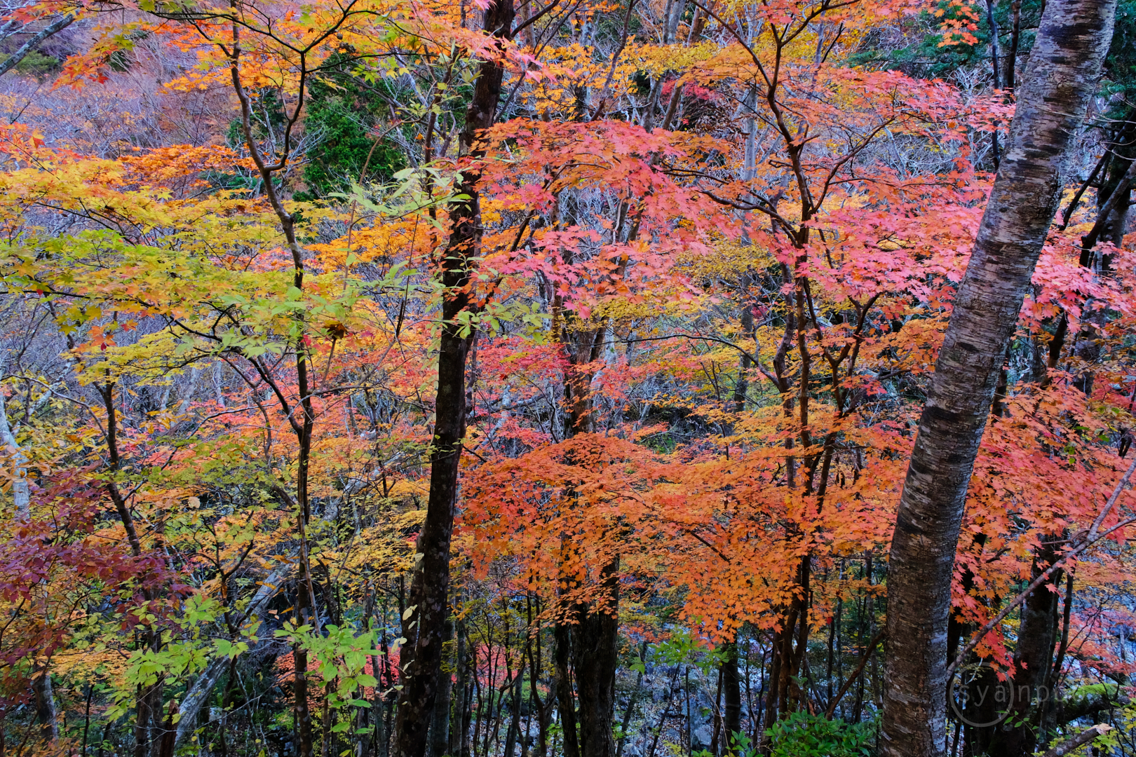 https://www.yaotomi.co.jp/blog/walk/DSCF0395%2C18%20mm%2CF8%2Ciso800%28JPEG%29.jpg