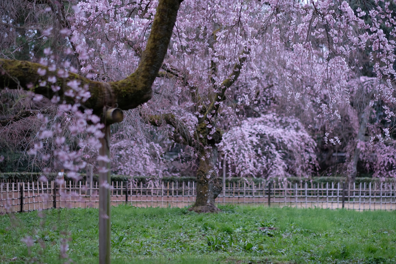 https://www.yaotomi.co.jp/blog/walk/DSCF0395_56%20mm_F1.4_2018yaotomi.jpg