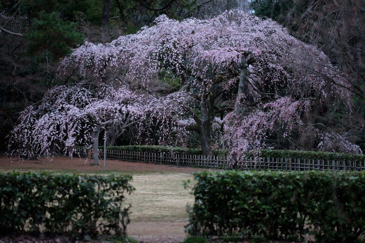 https://www.yaotomi.co.jp/blog/walk/DSCF0434_56%20mm_F1.2_2018yaotomi.jpg