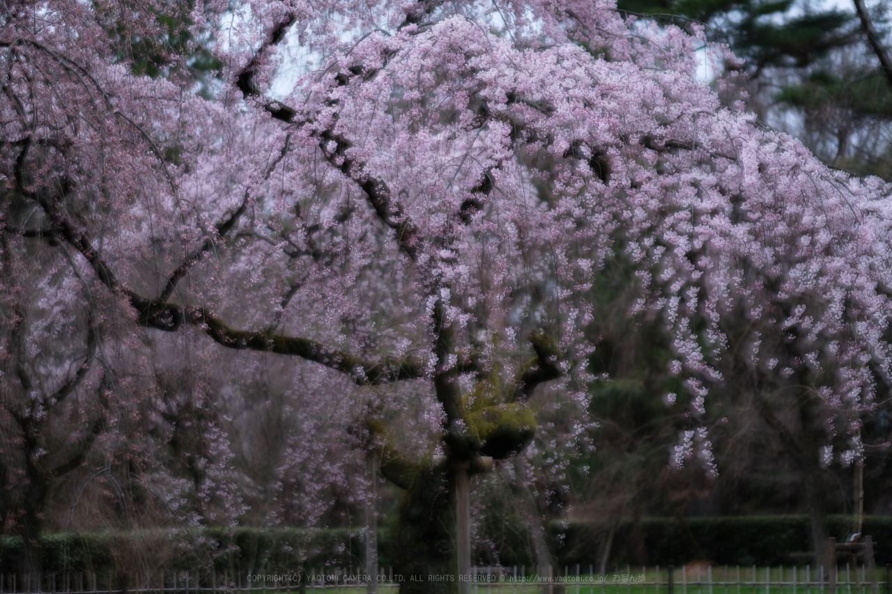 https://www.yaotomi.co.jp/blog/walk/DSCF0439_56%20mm_F1.2_2018yaotomi.jpg