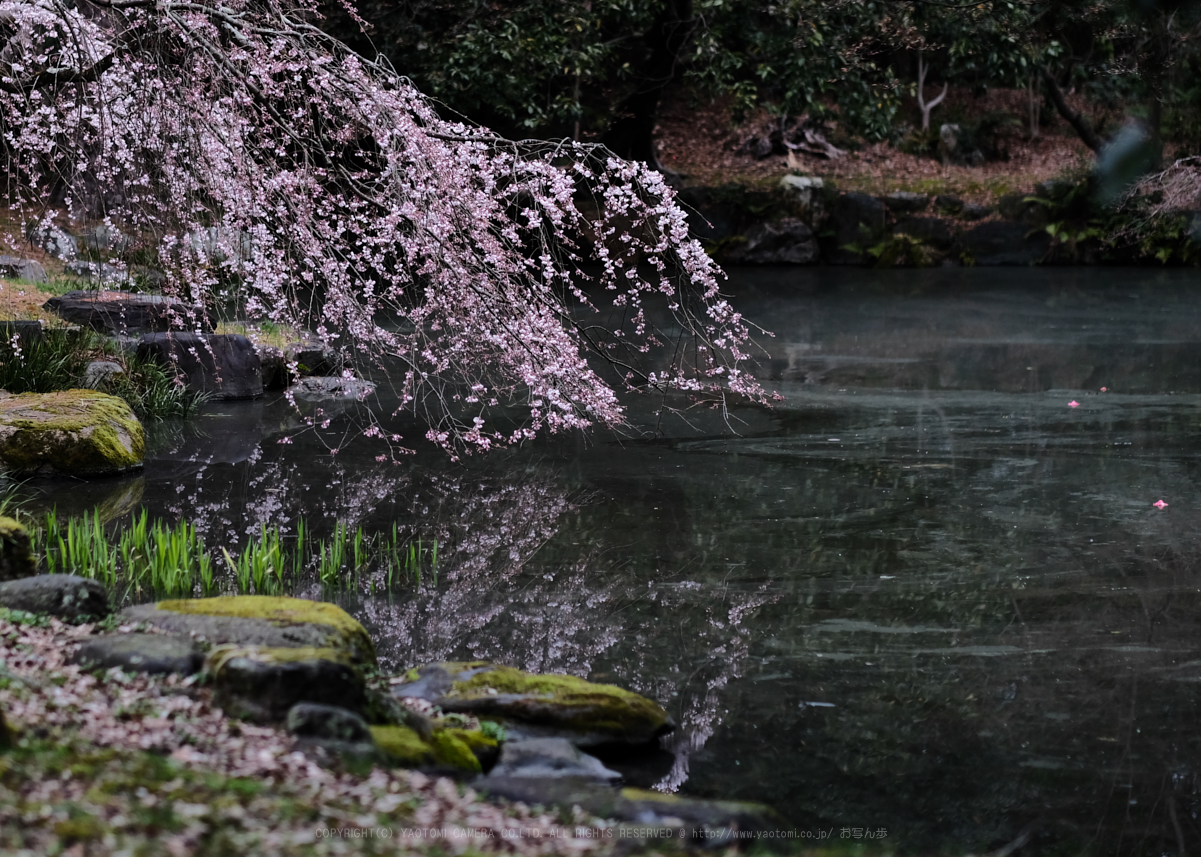 https://www.yaotomi.co.jp/blog/walk/DSCF0453_56%20mm_F1.6_2018yaotomi.jpg