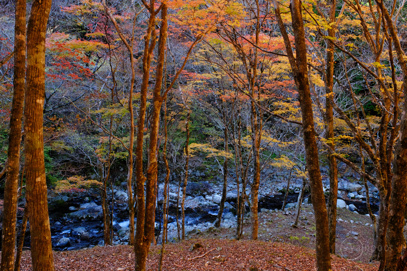 https://www.yaotomi.co.jp/blog/walk/DSCF0530%2C22%20mm%2CF9%2Ciso1000%28JPEG%29.jpg