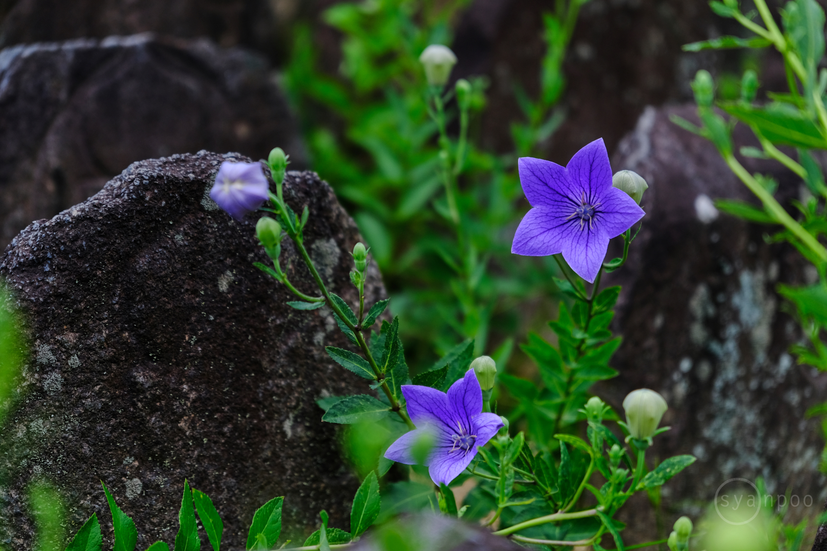 https://www.yaotomi.co.jp/blog/walk/DSCF0699%2C70%20mm%2CF2.8%2Ciso200%28JPEG%29.jpg