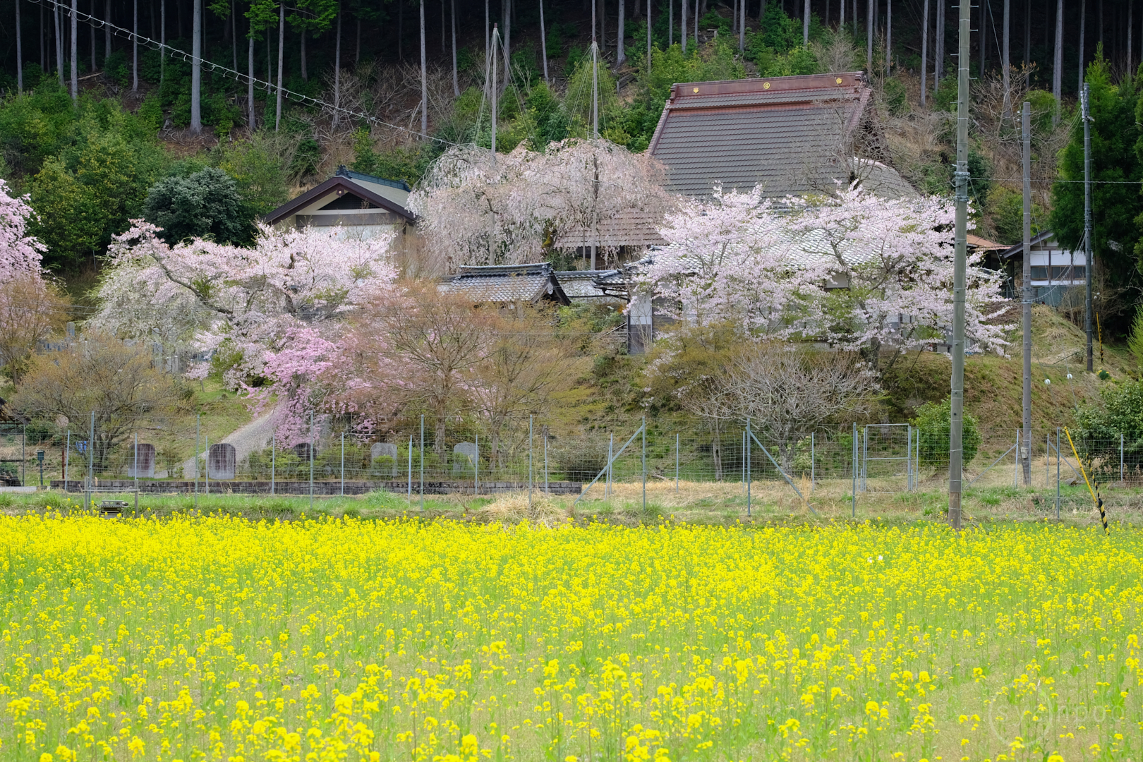 https://www.yaotomi.co.jp/blog/walk/DSCF0749%2C56%20mm%2CF6.4%2Ciso320%28JPEG%29.jpg