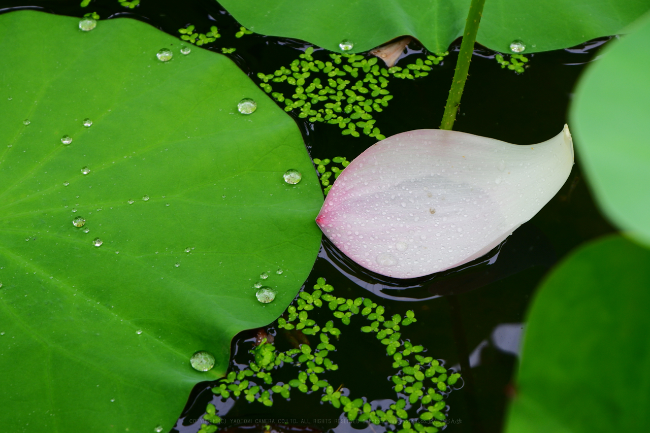 https://www.yaotomi.co.jp/blog/walk/DSCF2176_45%20mm%28F7.1%29iso200_2018yaotomi.jpg