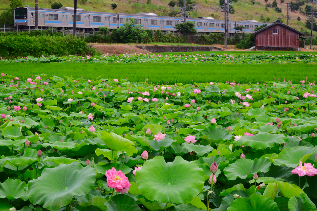 https://www.yaotomi.co.jp/blog/walk/DSCF2189_45%20mm%28F10%29iso2500_2018yaotomi%201.jpg