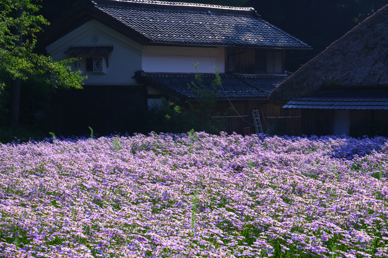 https://www.yaotomi.co.jp/blog/walk/DSCF2658%2CEX20%2884mm%2CF10iso200%29_85%20mm%28F10%29iso200_2018yaotomi.jpg
