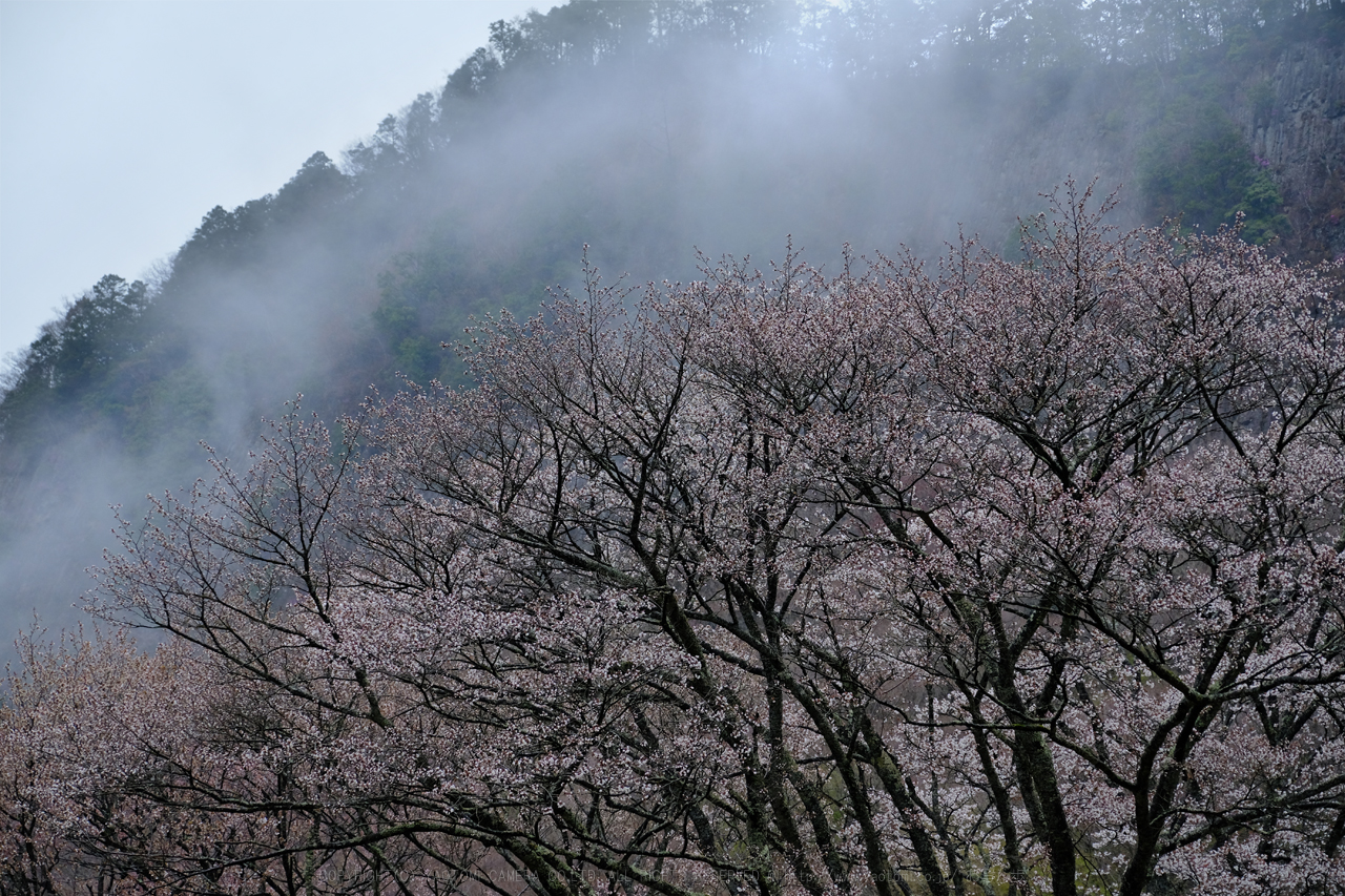 https://www.yaotomi.co.jp/blog/walk/DSCF3060ps1280.jpg