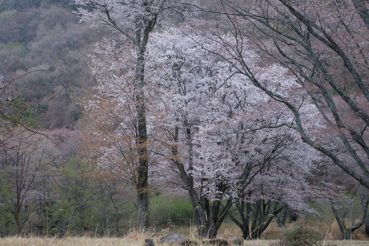 https://www.yaotomi.co.jp/blog/walk/DSCF3100_40%20mm_F5.6_2018yaotomi.jpg