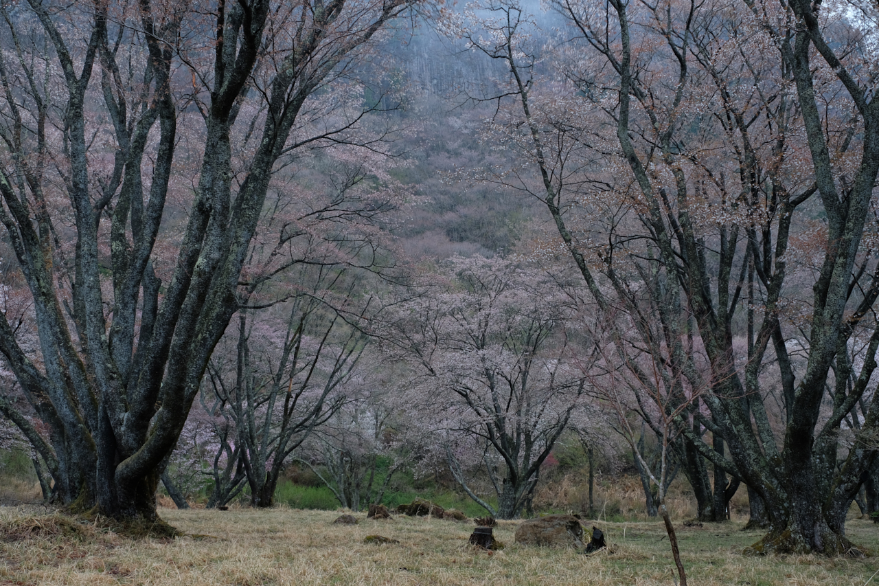 https://www.yaotomi.co.jp/blog/walk/DSCF3102%281%29_26%20mm_F8_2018yaotomi.jpg