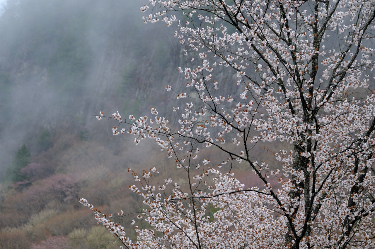 https://www.yaotomi.co.jp/blog/walk/DSCF3138%281%29_66%20mm_F2.8_2018yaotomi.jpg