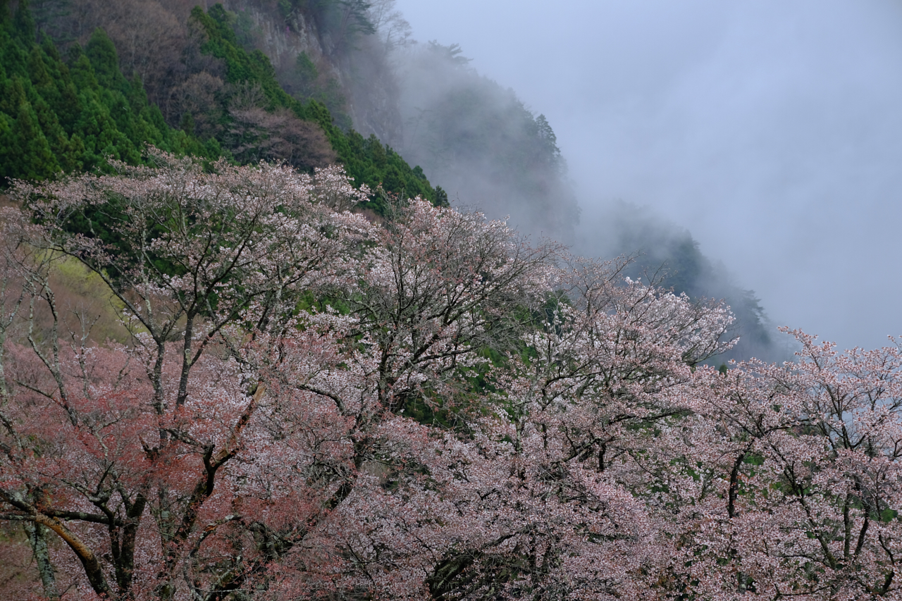 https://www.yaotomi.co.jp/blog/walk/DSCF3200_55%20mm_F5_2018yaotomi.jpg