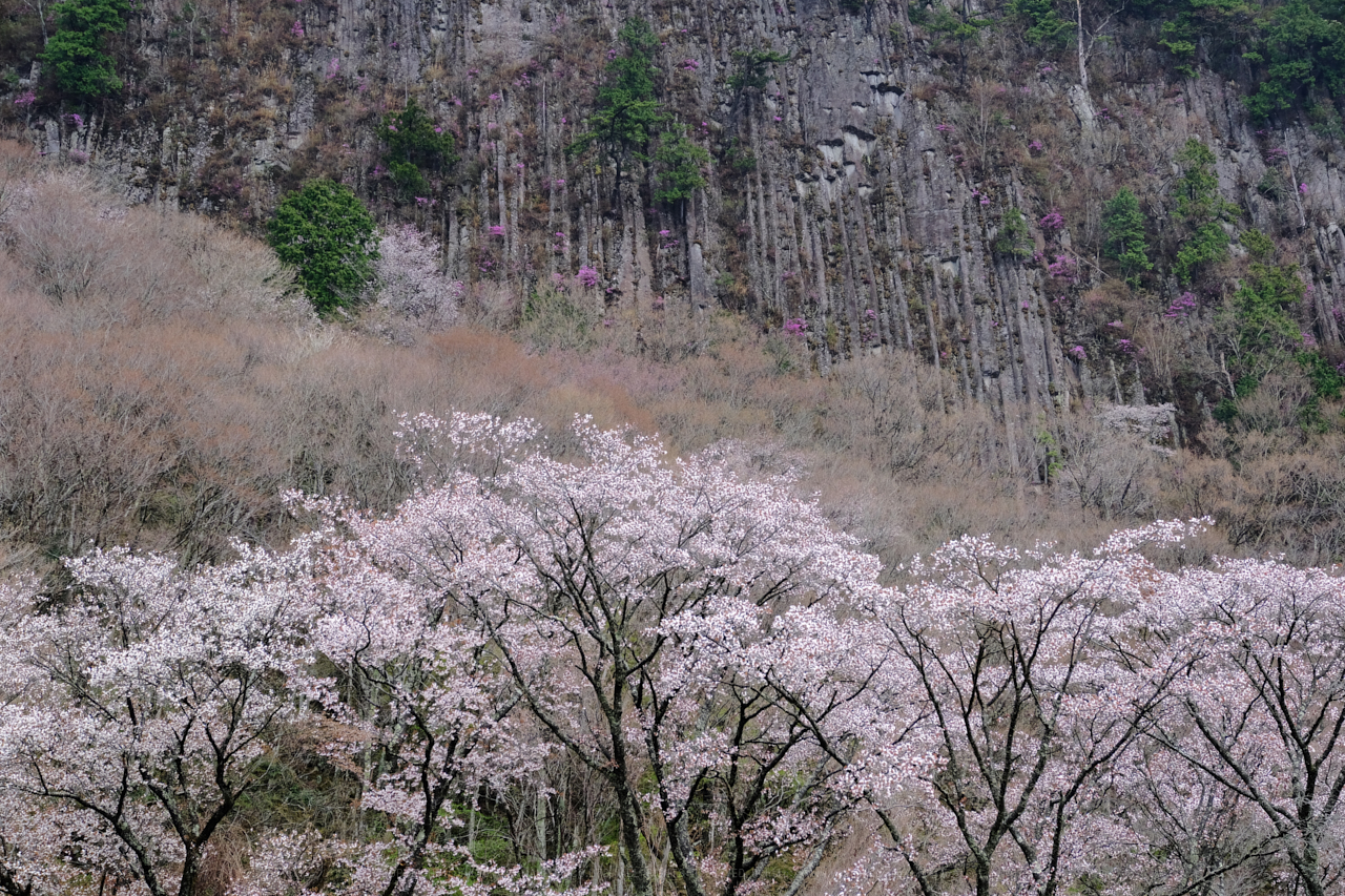 https://www.yaotomi.co.jp/blog/walk/DSCF3205_55%20mm_F5.6_2018yaotomi.jpg