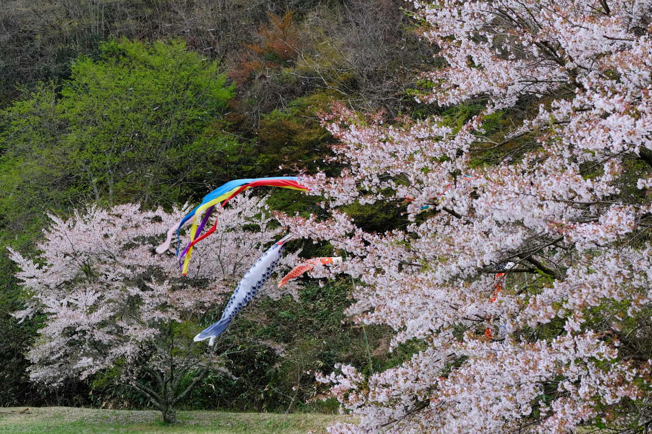 https://www.yaotomi.co.jp/blog/walk/DSCF3241_52%20mm_F7.1_2018yaotomi%201.jpg