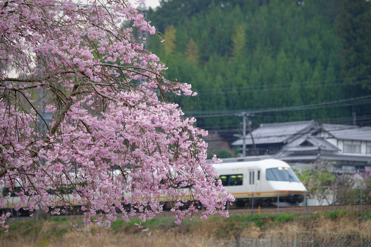 https://www.yaotomi.co.jp/blog/walk/DSCF3250_140%20mm_F4.5_2018yaotomi.jpg