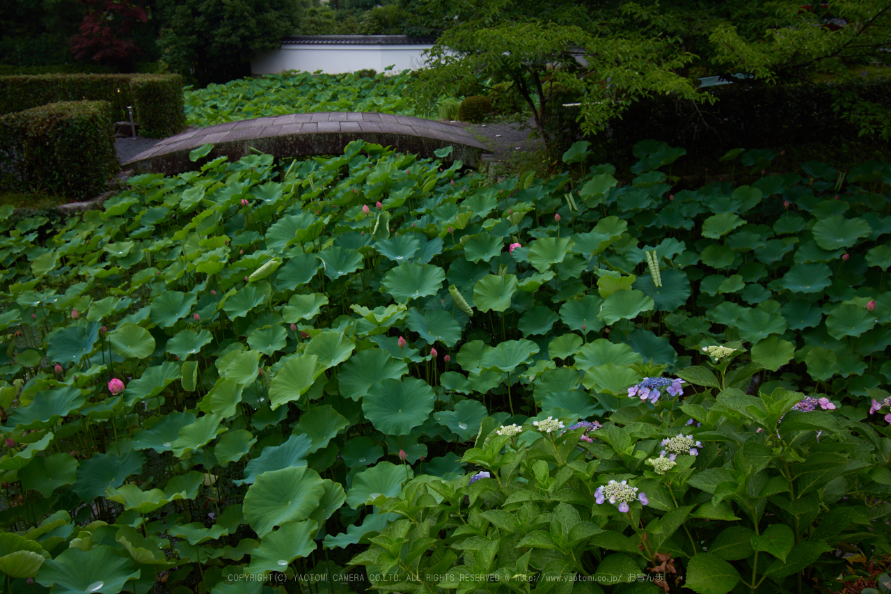 https://www.yaotomi.co.jp/blog/walk/DSC_0021%20%282%29%2C20%20mm_2017yaotomi.jpg