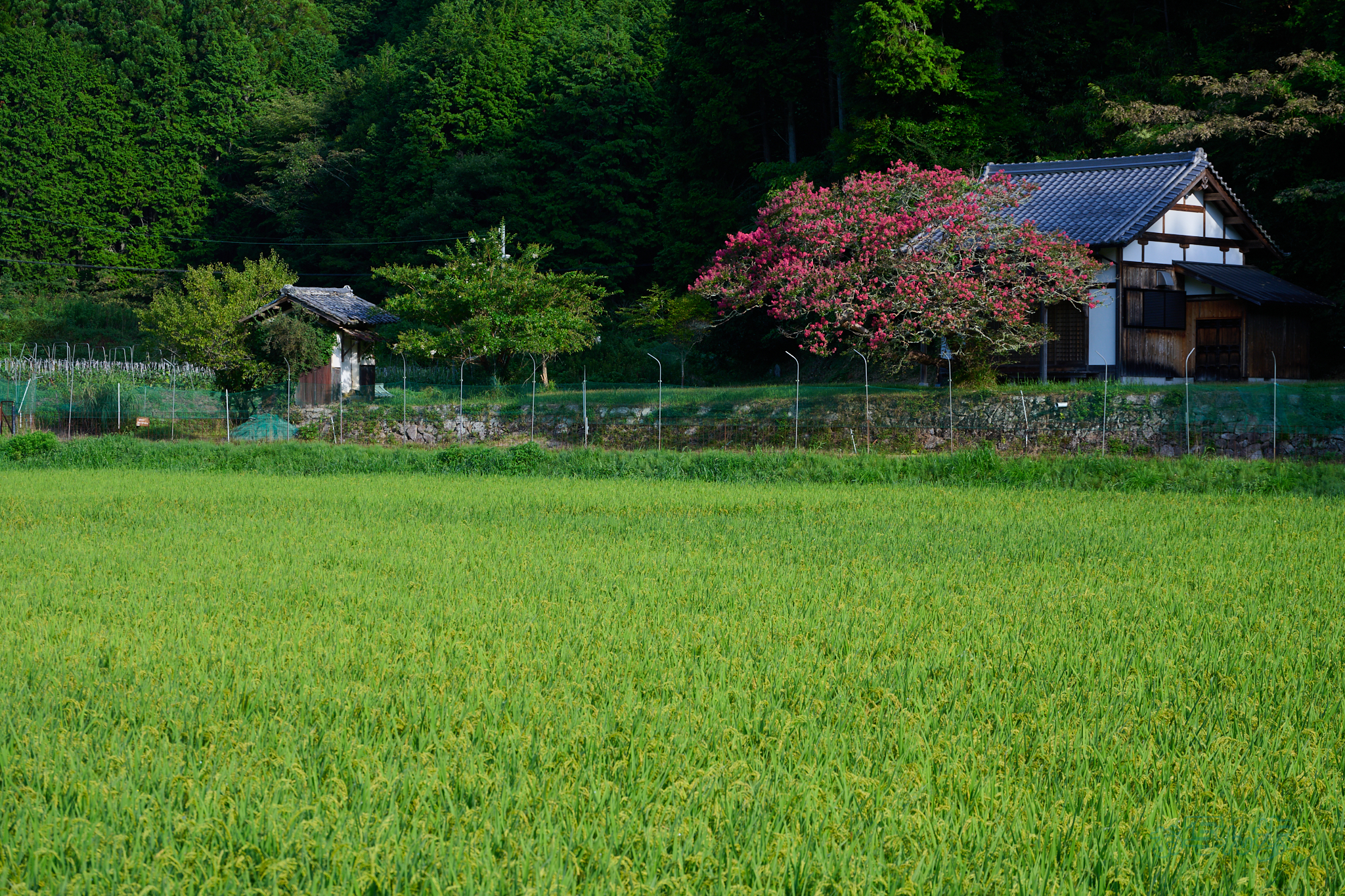 https://www.yaotomi.co.jp/blog/walk/DSC_0027co%2C75%20mm%2CF8%2Ciso100%2CNIKKOR%20Z%2024-105mm%20f-4-7.1.jpg