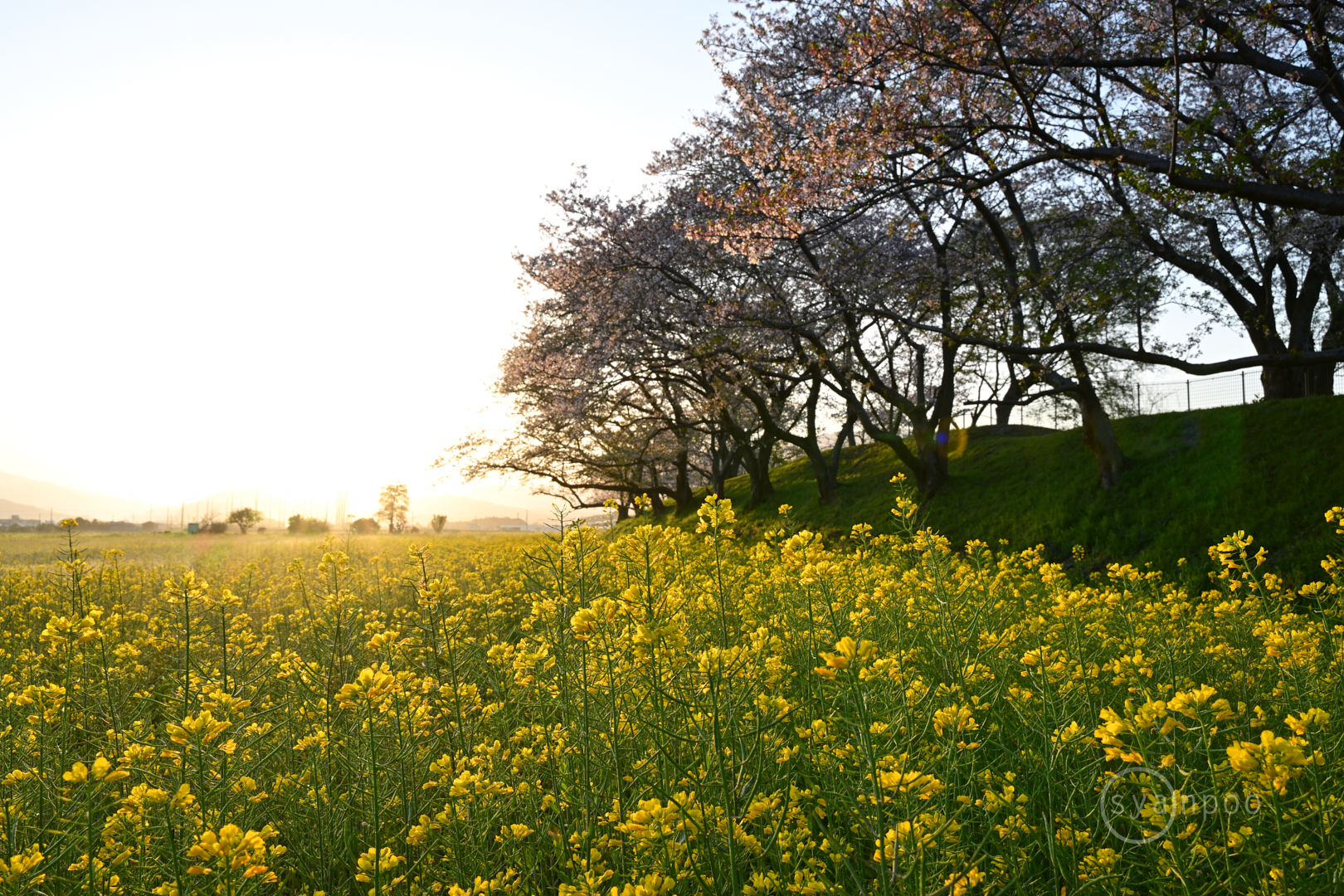 https://www.yaotomi.co.jp/blog/walk/DSC_0052%2C28%20mm%2CF13%2Ciso160%28JPEG%29.jpg