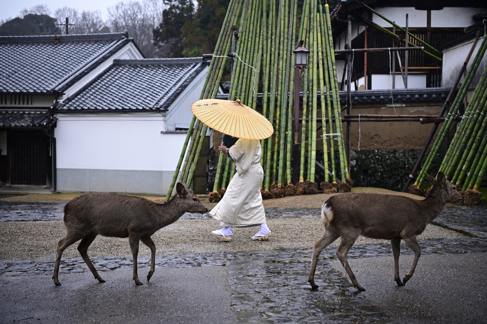 https://www.yaotomi.co.jp/blog/walk/DSC_0072_NDX_2020yaotomi.jpg