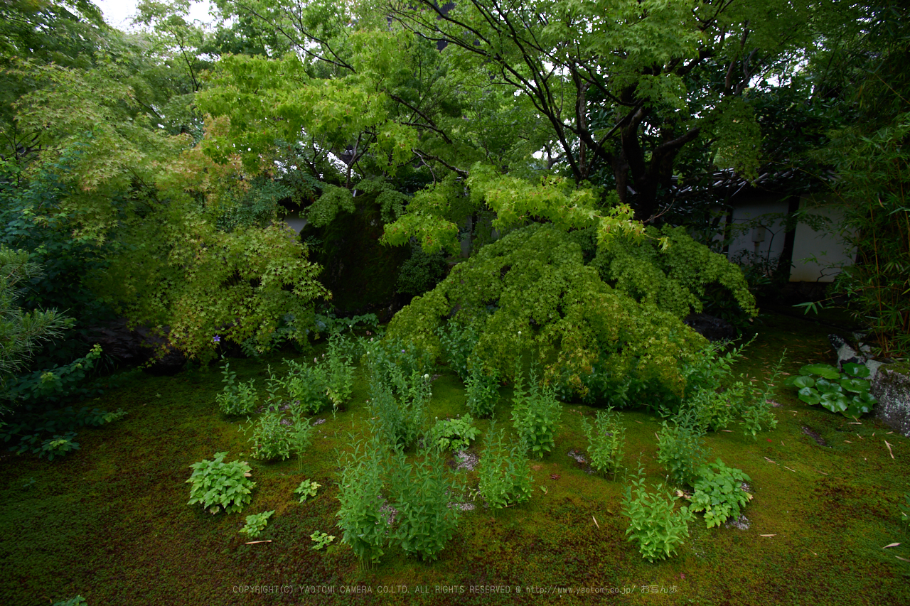 https://www.yaotomi.co.jp/blog/walk/DSC_0082%2C10%20mm_2017yaotomi.jpg