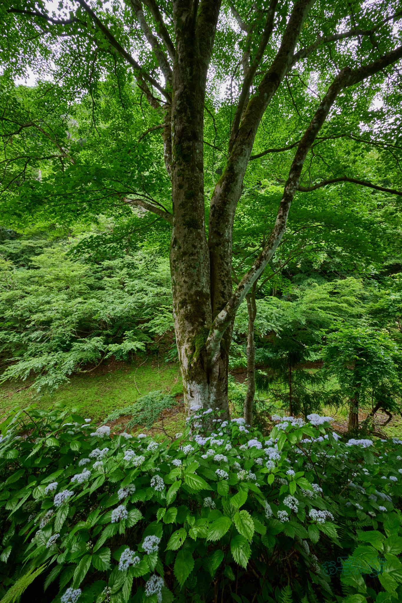 https://www.yaotomi.co.jp/blog/walk/DSC_0116co%2C14%20mm%2CF14%2Ciso2000%28High%20efficiency%20%20RAW%29.jpg