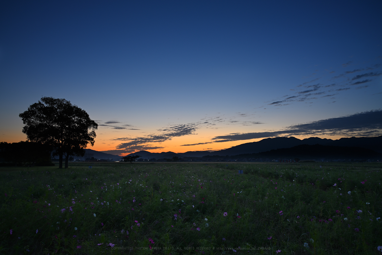 https://www.yaotomi.co.jp/blog/walk/DSC_0119NDX_2_24%20mm%28F10%29iso100_2018yaotomi%201.jpg