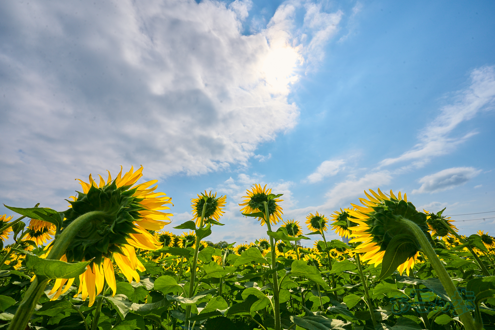 https://www.yaotomi.co.jp/blog/walk/DSC_0125co%2C16%20mm%2CF16%2Ciso100%28RAW%20S%29_1.jpg