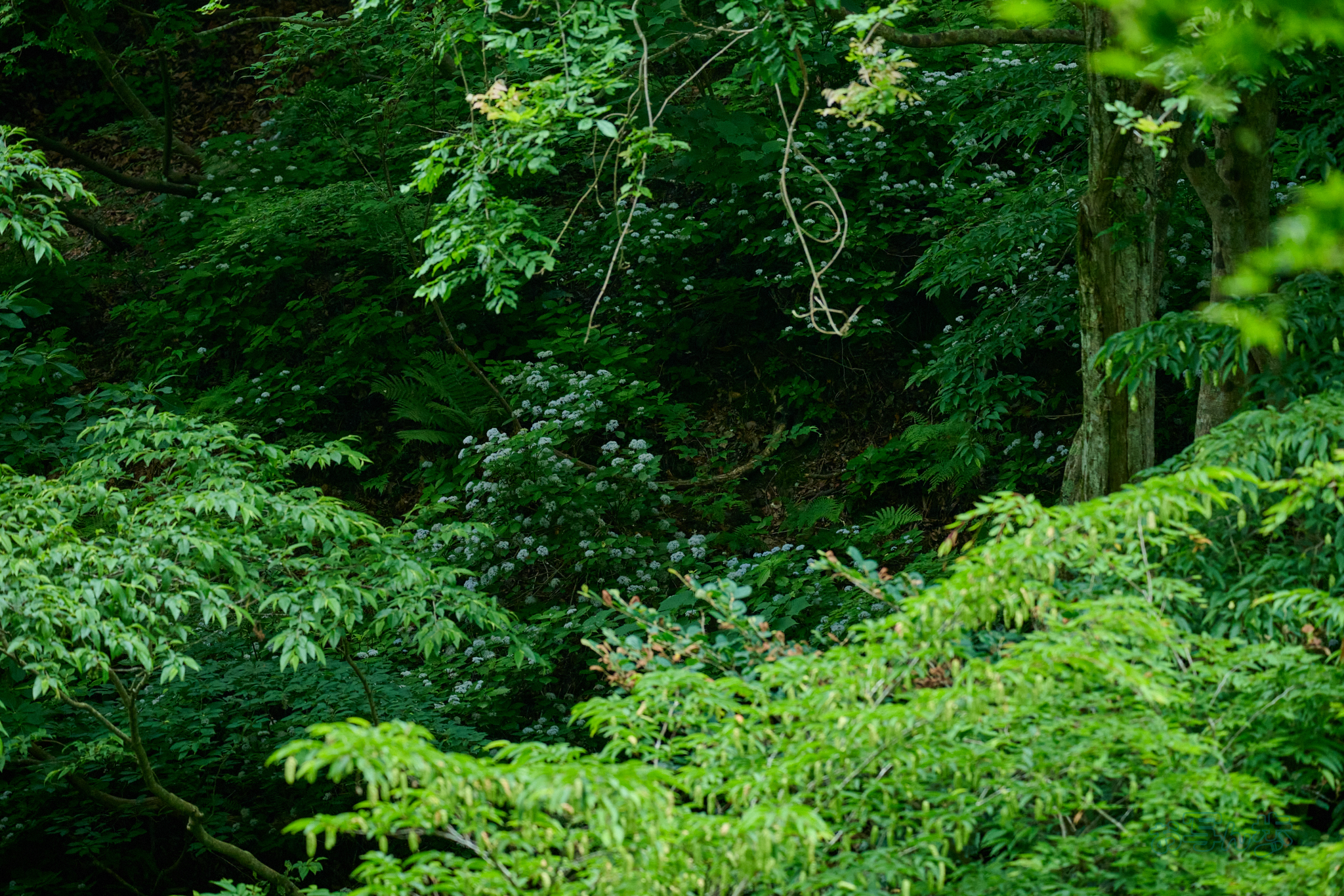 https://www.yaotomi.co.jp/blog/walk/DSC_0134co%2C175%20mm%2CF4.8%2Ciso3600%28High%20efficiency%20%20RAW%29.jpg