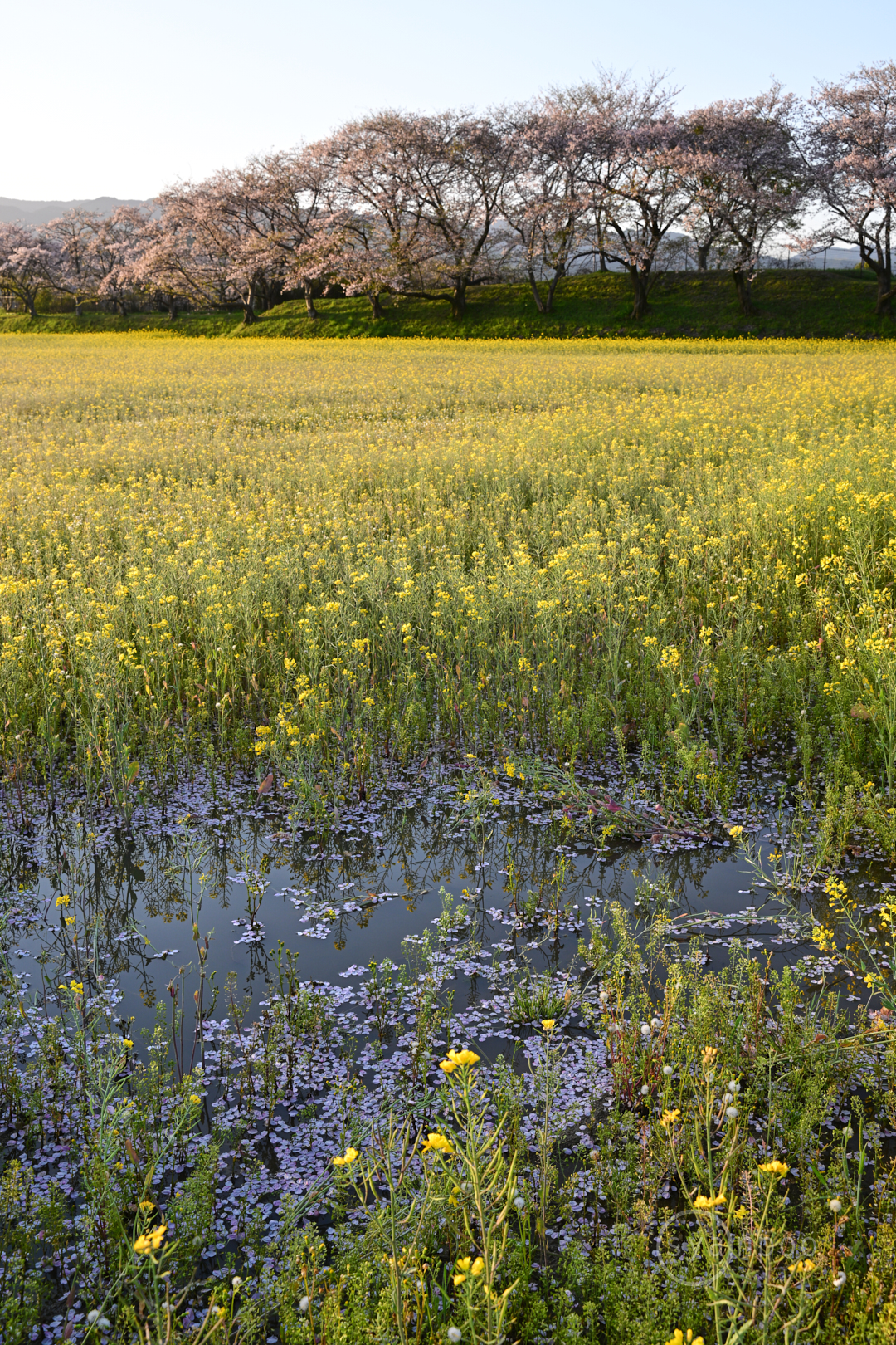 https://www.yaotomi.co.jp/blog/walk/DSC_0141%2C35%20mm%2CF10%2Ciso125%28JPEG%29.jpg