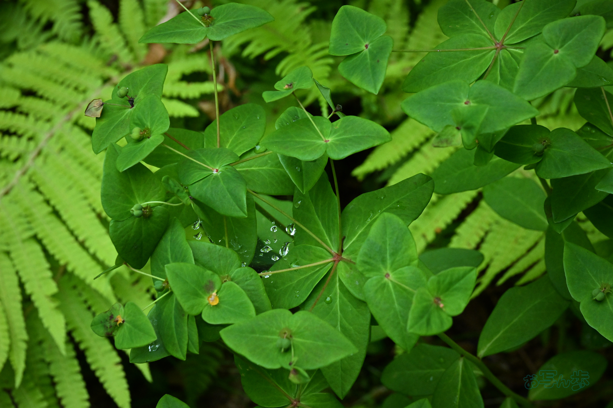 https://www.yaotomi.co.jp/blog/walk/DSC_0146co%2C120%20mm%2CF13%2Ciso5000%28JPEG%29.jpg