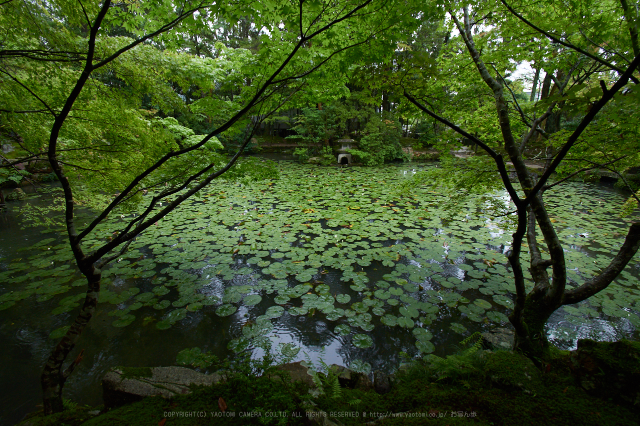 https://www.yaotomi.co.jp/blog/walk/DSC_0147%2C10%20mm_2017yaotomi.jpg