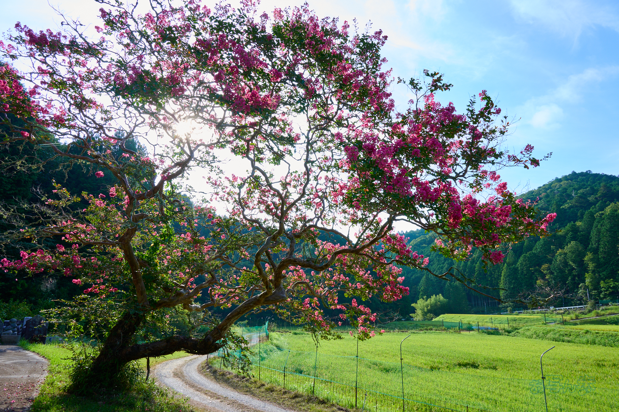 https://www.yaotomi.co.jp/blog/walk/DSC_0150co%2C24%20mm%2CF16%2Ciso125%2CNIKKOR%20Z%2024-105mm%20f-4-7.1.jpg