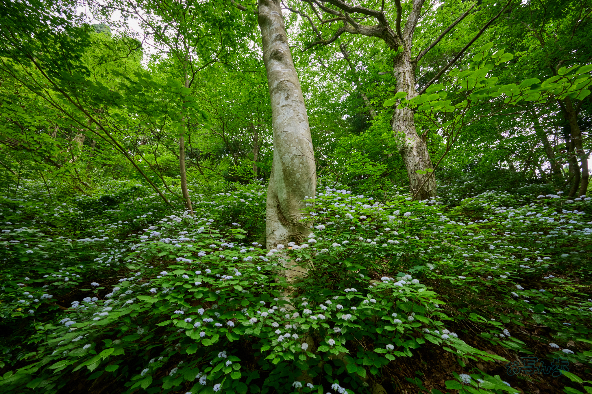 https://www.yaotomi.co.jp/blog/walk/DSC_0170co%2C14%20mm%2CF10%2Ciso1000%28High%20efficiency%20%20RAW%29.jpg