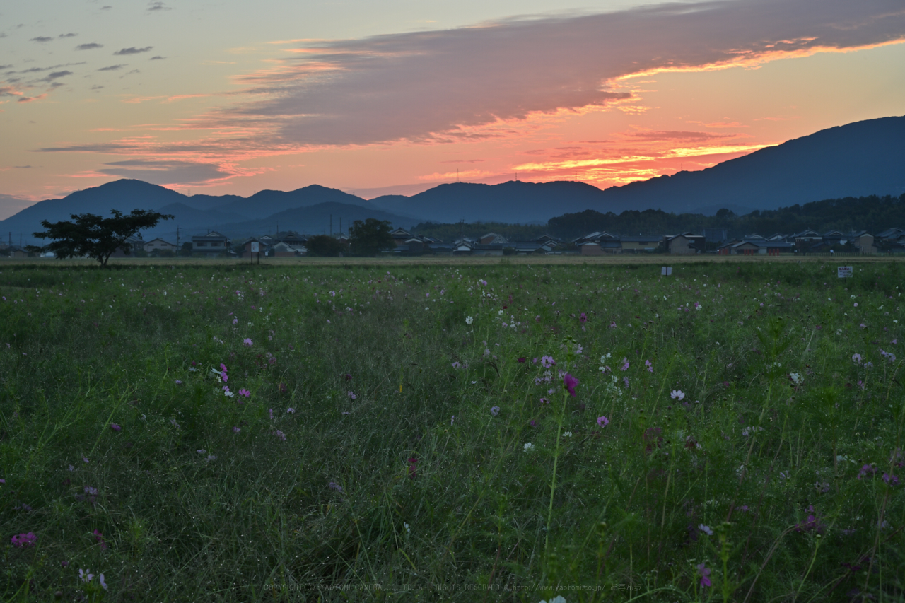 https://www.yaotomi.co.jp/blog/walk/DSC_0181NDX_67%20mm%28F14%29iso100_2018yaotomi.jpg