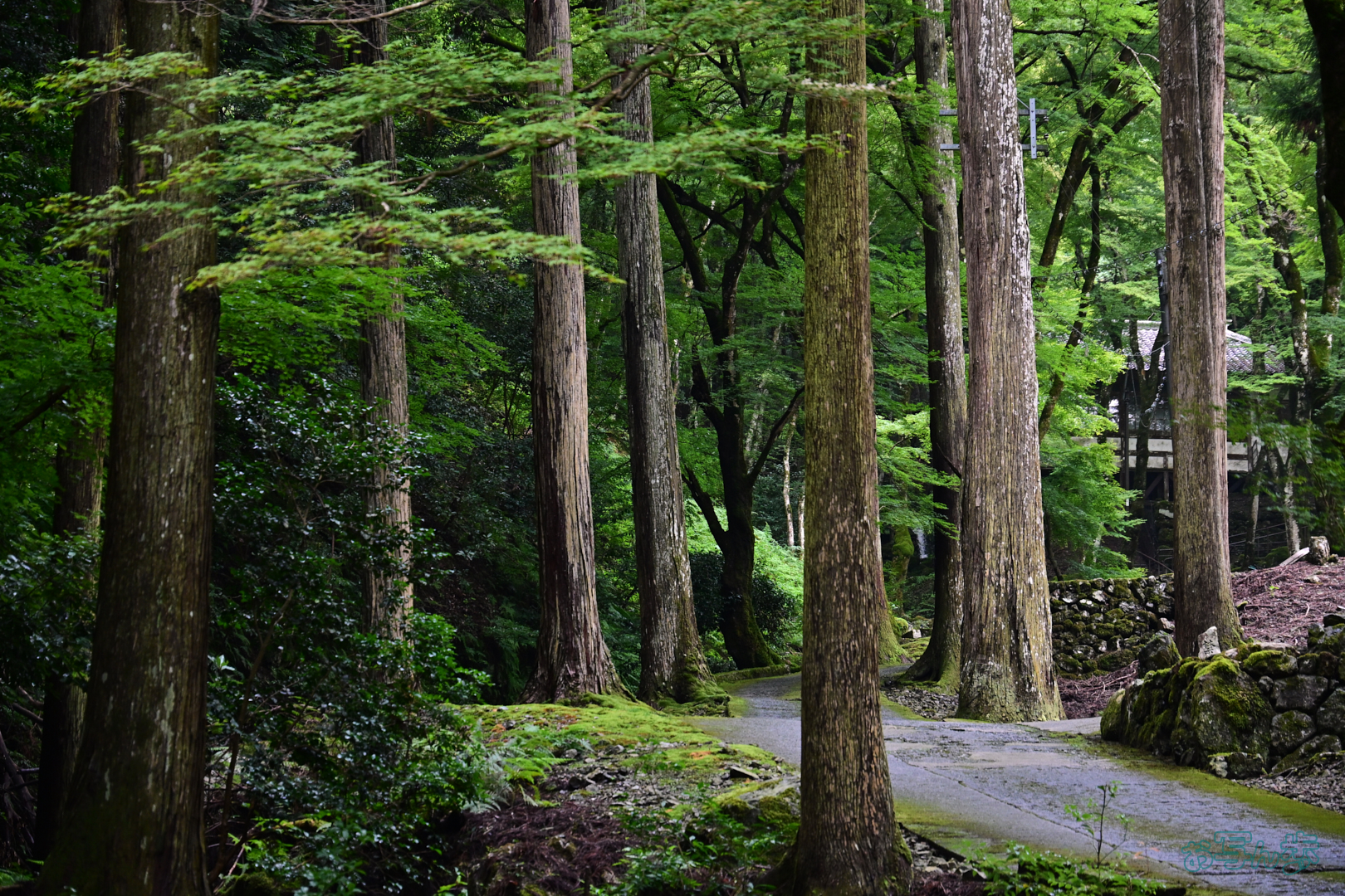 https://www.yaotomi.co.jp/blog/walk/DSC_0186%2C78%20mm%2CF5%2C1-125%20%E7%A7%92%2Ciso900%28JPEG%29.jpg