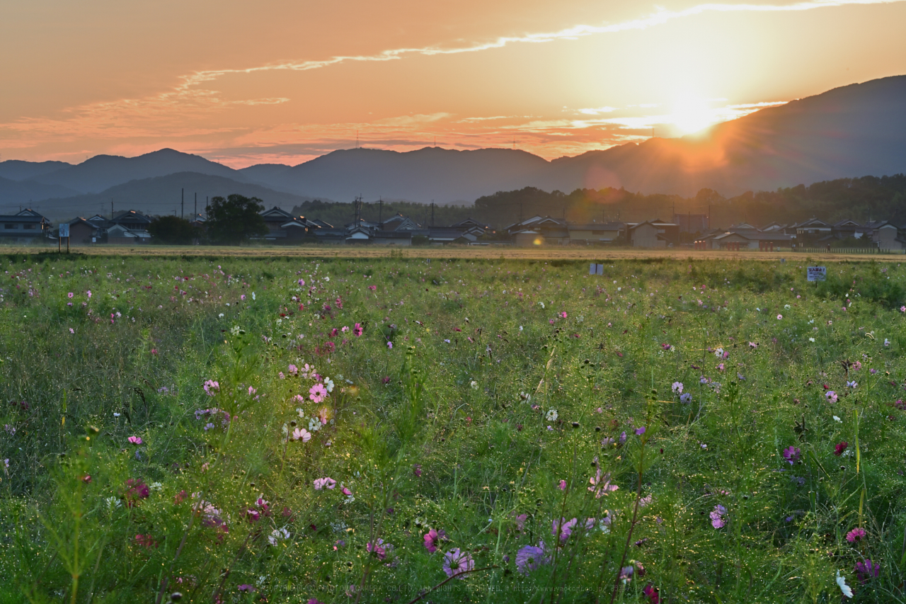 https://www.yaotomi.co.jp/blog/walk/DSC_0212NX-D_92%20mm%28F20%29iso100_2018yaotomi.jpg