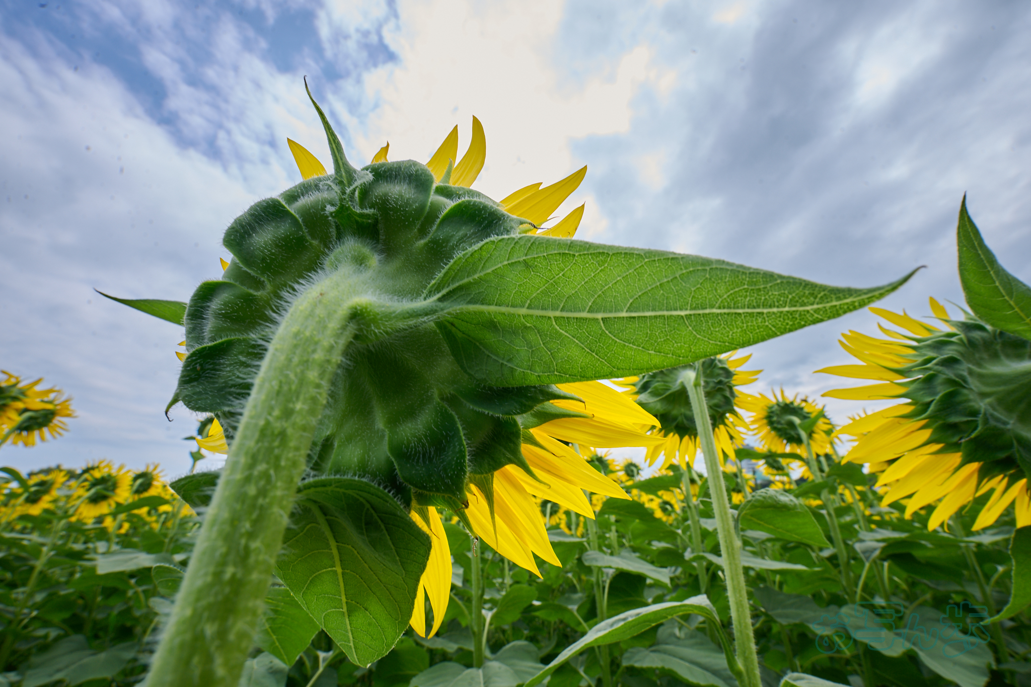 https://www.yaotomi.co.jp/blog/walk/DSC_0236co%2C16%20mm%2CF16%2Ciso100%28RAW%20S%29.jpg