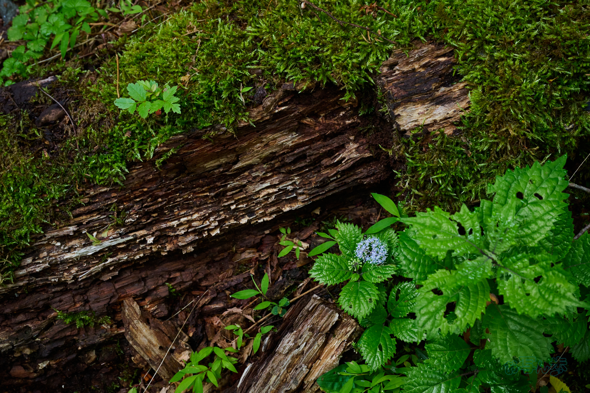https://www.yaotomi.co.jp/blog/walk/DSC_0236co%2C55%20mm%2CF10%2Ciso3200%28High%20efficiency%20%20RAW%29.jpg