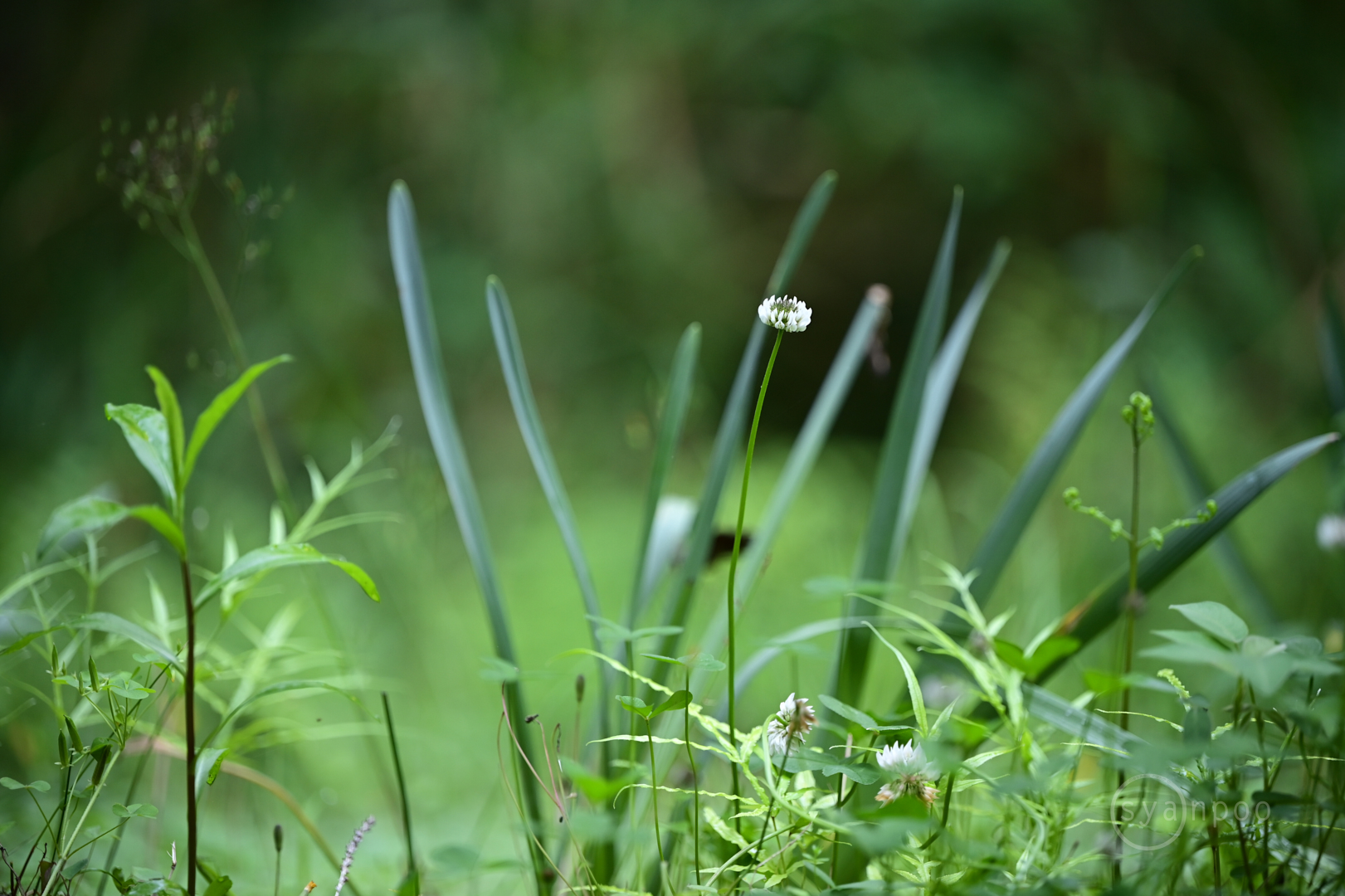 https://www.yaotomi.co.jp/blog/walk/DSC_0250%2C160%20mm%2CF2.8%2Ciso640%28JPEG%29.jpg