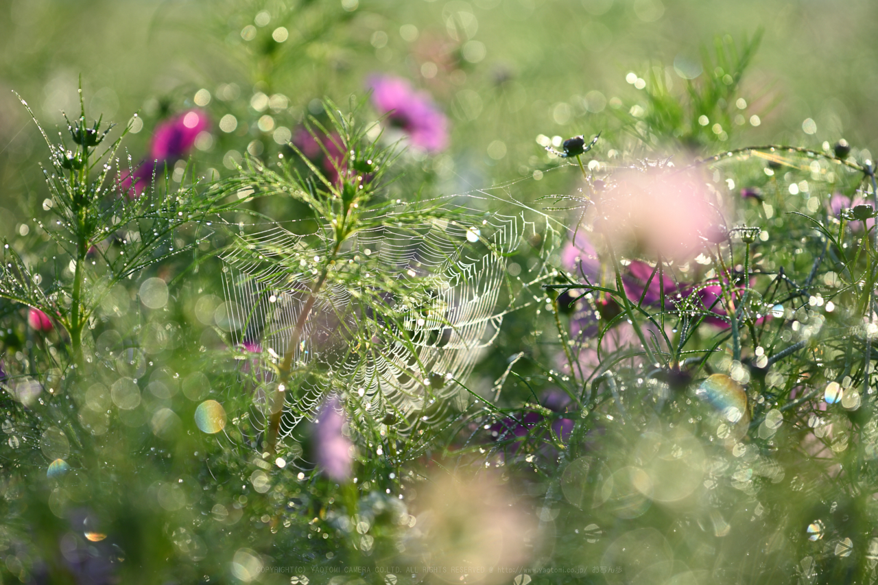 https://www.yaotomi.co.jp/blog/walk/DSC_0272NX-D_200%20mm%28F5%29iso100_2018yaotomi.jpg