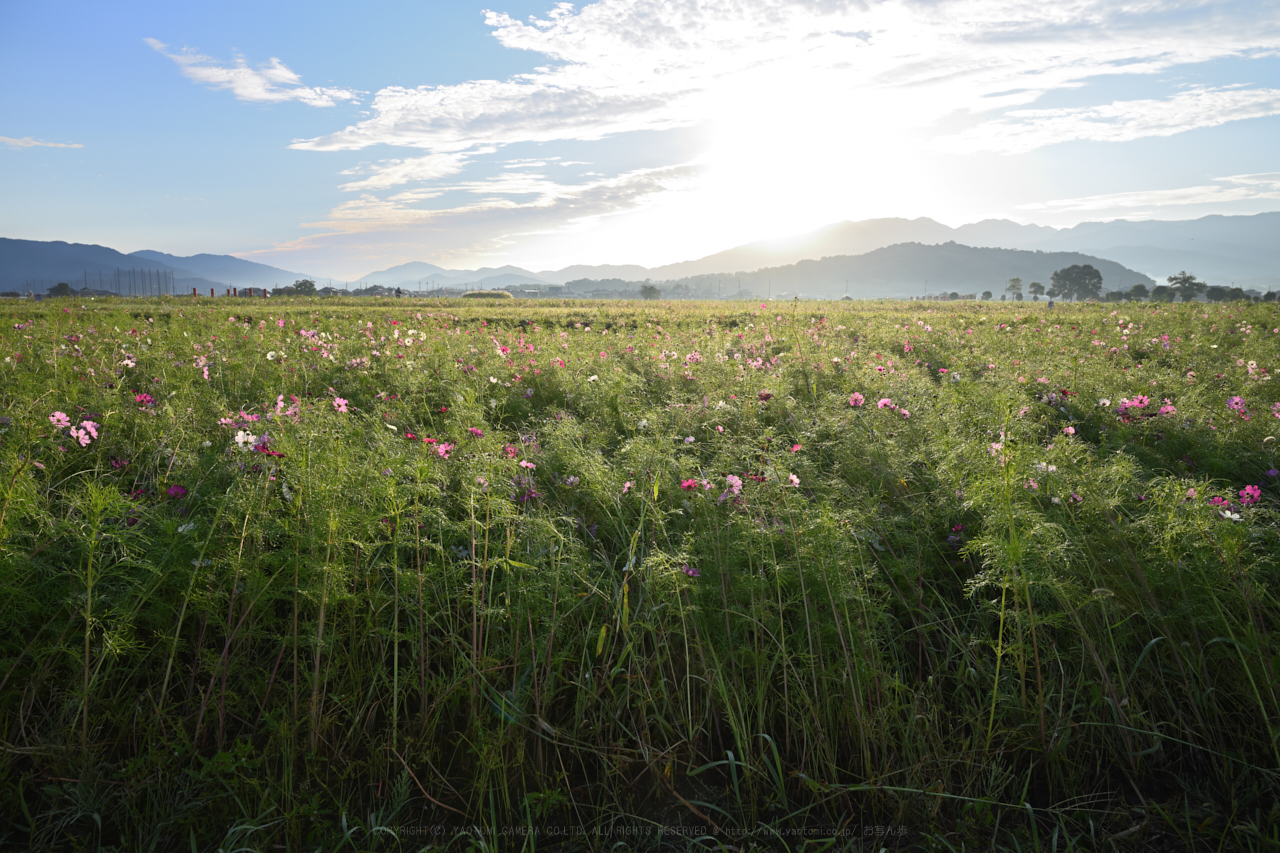 https://www.yaotomi.co.jp/blog/walk/DSC_0274NDX_24%20mm%28F8%29iso100_2018yaotomi.jpg