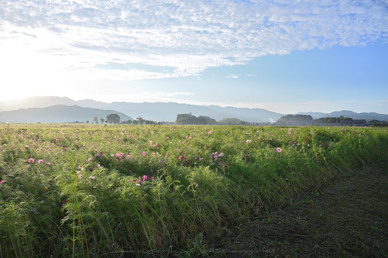 https://www.yaotomi.co.jp/blog/walk/DSC_0275NDX_26%20mm%28F8%29iso100_2018yaotomi.jpg