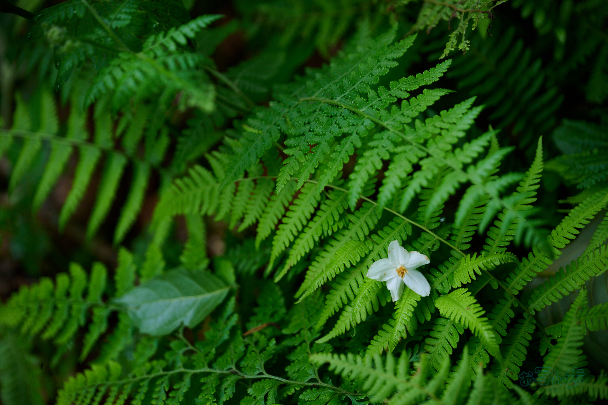 https://www.yaotomi.co.jp/blog/walk/DSC_0275co%2C120%20mm%2CF4%2Ciso450%28High%20efficiency%20%20RAW%29.jpg
