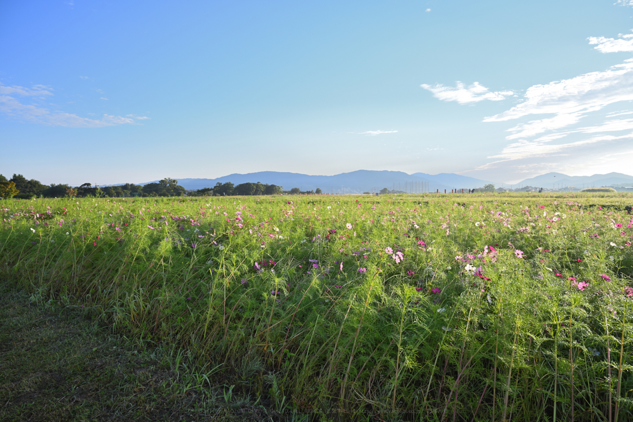 https://www.yaotomi.co.jp/blog/walk/DSC_0276NDX_26%20mm%28F8%29iso100_2018yaotomi.jpg