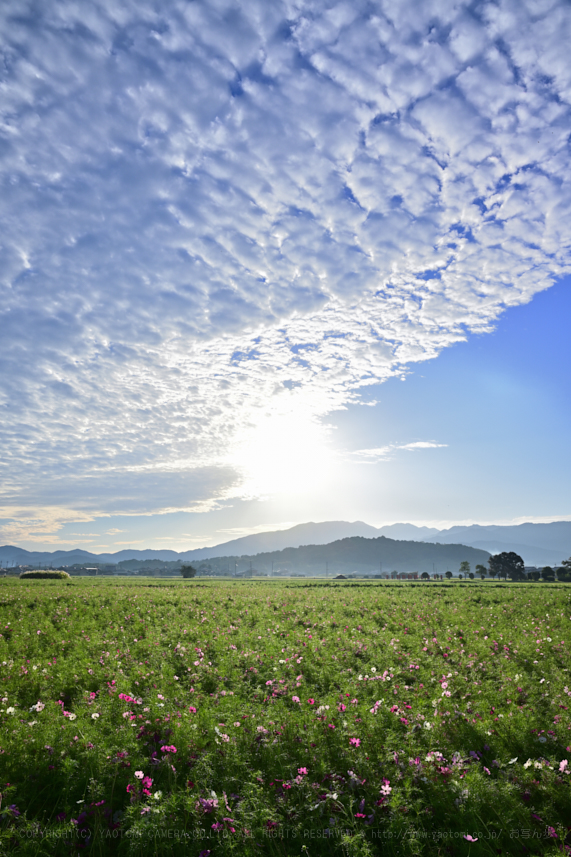 DSC_0293NX-D_24 mm(F8)iso100_2018yaotomi.jpg