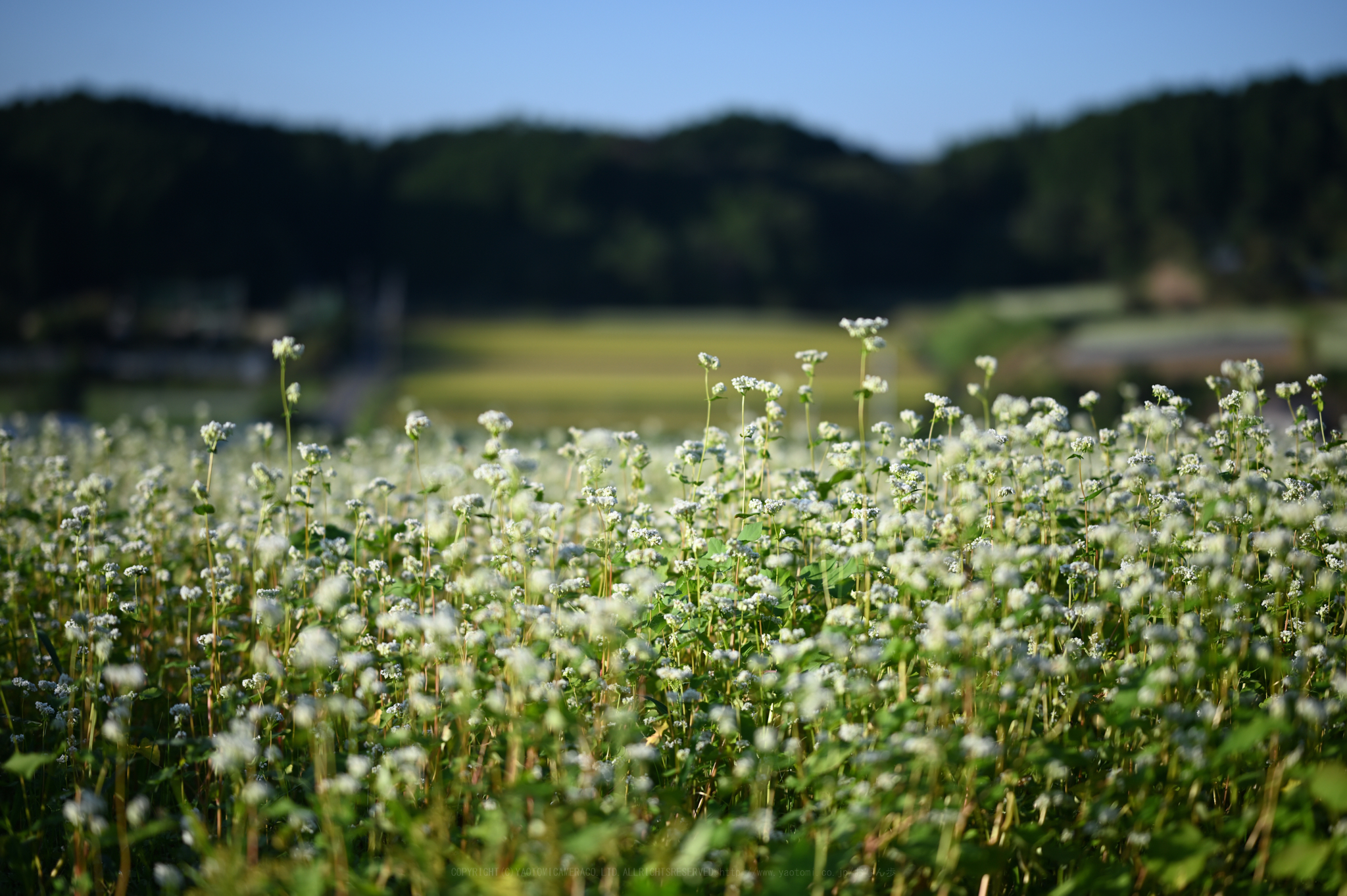 https://www.yaotomi.co.jp/blog/walk/DSC_0310_NDX%2C85%20mm%2CF1.8%2Ciso100.jpg