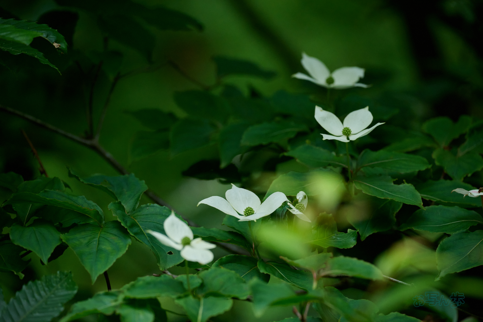 https://www.yaotomi.co.jp/blog/walk/DSC_0320co%2C220%20mm%2CF5%2Ciso2000%28High%20efficiency%20%20RAW%29.jpg