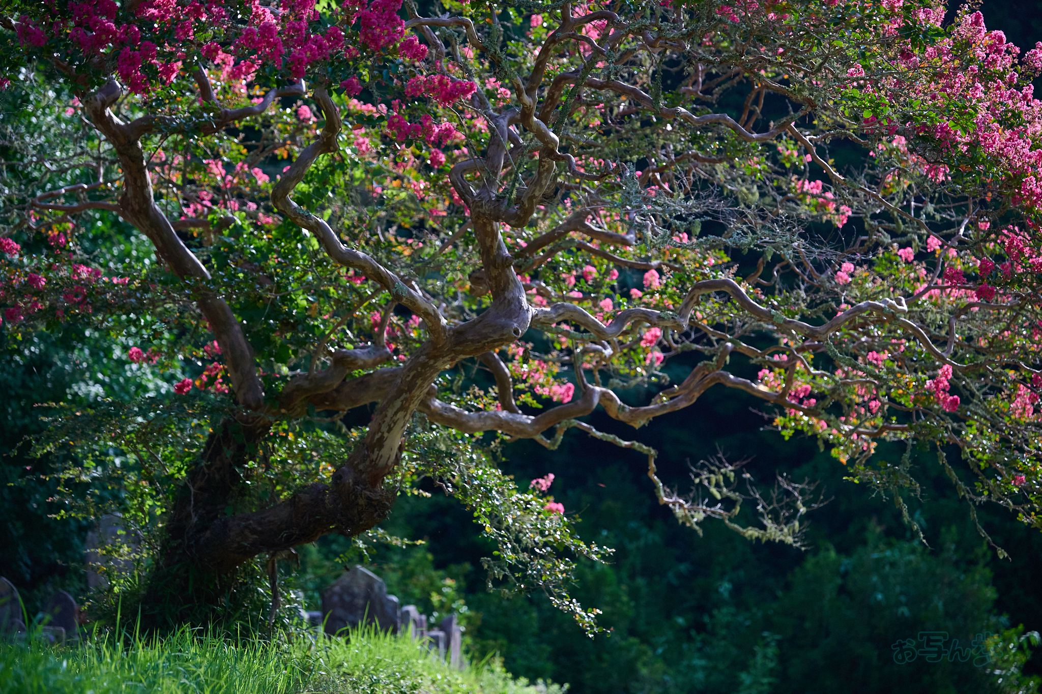 https://www.yaotomi.co.jp/blog/walk/DSC_0358co%2C110%20mm%2CF2.8%2Ciso1600%2CNIKKOR%20Z%2070-200mm%20f-2.8%20VR%20S%20II.jpg